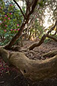 HOLKER HALL  CUMBRIA - TRUNKS OF RHODODENDRONS IN THE WOODLAND GARDEN