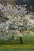 HOLKER HALL  CUMBRIA - CHERRY TREE (PRUNUS) IN FLOWER  IN THE WOODLAND GARDEN IN SPRING