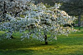 HOLKER HALL  CUMBRIA - CHERRY TREES (PRUNUS) IN FLOWER  IN THE WOODLAND GARDEN IN SPRING