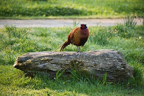 HOLKER_HALL__CUMBRIA__A_PHEASANT_SITTING_ON_A_ROCK_IN_THE_WOODLAND_GARDEN_IN_SPRING