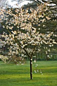 HOLKER HALL  CUMBRIA - A CHERRY TREE (PRUNUS) IN FLOWER  IN THE WOODLAND GARDEN IN SPRING