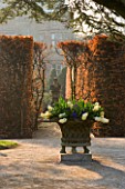 HOLKER HALL  CUMBRIA - DAWN LIGHT ON BEECH HEDGE AND STONE URN PLANTED WITH HYACINTHS. HALL IN BACKGROUND
