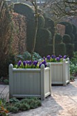HOLKER HALL  CUMBRIA - DAWN LIGHT ON VERSAILLES CONTAINERS PLANTED WITH BLUE HYACINTHS