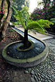 HOLKER HALL  CUMBRIA - WATER RILL CURVING AROUND TREE FERN ON THE LIMESTONE CASCADE