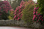 HOLKER HALL  CUMBRIA - RHODODENDRONS BESIDE A WALL