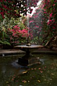 HOLKER HALL  CUMBRIA - THE FOUNTAIN AND POOL SURROUNDED BY RHODODENDRONS