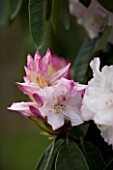 HOLKER HALL  CUMBRIA - EMERGING PINK BUDS OF A RHODODENDRON IN SPRING
