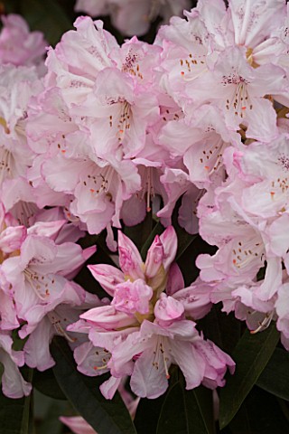 HOLKER_HALL__CUMBRIA__EMERGING_PINK_BUDS_OF_A_RHODODENDRON_IN_SPRING