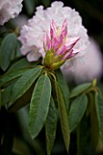 HOLKER HALL  CUMBRIA - EMERGING PINK BUDS OF A RHODODENDRON IN SPRING