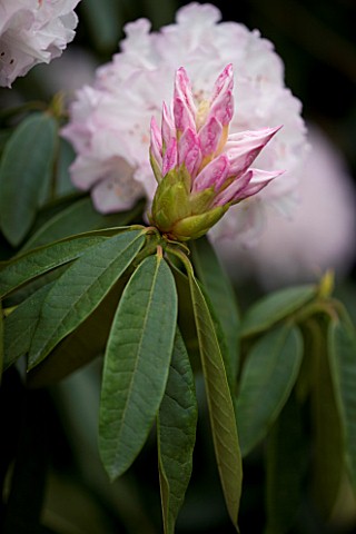 HOLKER_HALL__CUMBRIA__EMERGING_PINK_BUDS_OF_A_RHODODENDRON_IN_SPRING