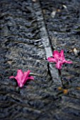 HOLKER HALL  CUMBRIA - PINK RHODODENDRON FLOWERS FLOATING IN A RILL IN THE LIMESTONE CASCADE IN SPRING