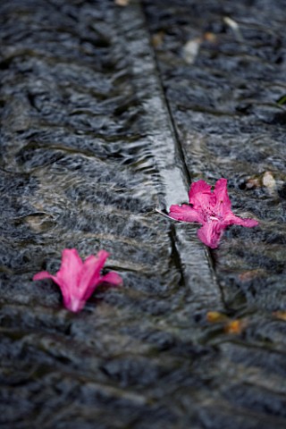 HOLKER_HALL__CUMBRIA__PINK_RHODODENDRON_FLOWERS_FLOATING_IN_A_RILL_IN_THE_LIMESTONE_CASCADE_IN_SPRIN