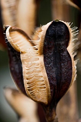 HOLKER_HALL__CUMBRIA__SEED_HEAD_OF_CARDIOCRINUM_GIGANTEUM_IN_THE_WOODLAND_GARDEN_IN_SPRING