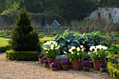 KELMARSH HALL  NORTHAMPTONSHIRE: TERRACOTTA CONTAINERS PLANTED WITH WHITE AND CREAM COLOURED TULIPS WITH CARDOONS BEHIBND IN THE WALLED GARDEN