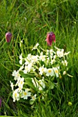 KELMARSH HALL  NORTHAMPTONSHIRE: PRIMROSES AND SNAKES HEAD FRITILLARY (FRITILLARIA MELEAGRIS) IN GRASS ALONG THE MAIN DRIVE IN SPRING