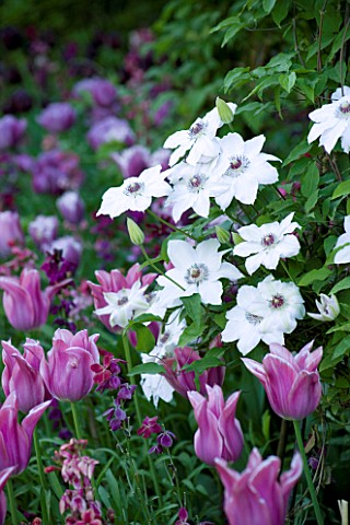 PASHLEY_MANOR__EAST_SUSSEX_TULIP_BALLADE_AND_WALLFLOWERS_BESIDE_CLEMATIS_LASURSTERN