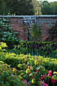 PASHLEY MANOR  EAST SUSSEX: BOX GARDEN IN SPRING WITH SCULPTURE BY MARY COX  SURROUNDED BY TULIP QUEEN OF NIGHT. WALL