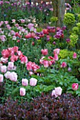 PASHLEY MANOR  EAST SUSSEX: BERBERIS HEDGE AND TULIPS PINK DIAMOND  FANTASY  GREENLAND  PINK PANTHER AND EUPHORBIA IN SPRING