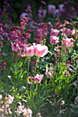PASHLEY MANOR  EAST SUSSEX: WALLFLOWERS AND TULIP FANCY FRILLS
