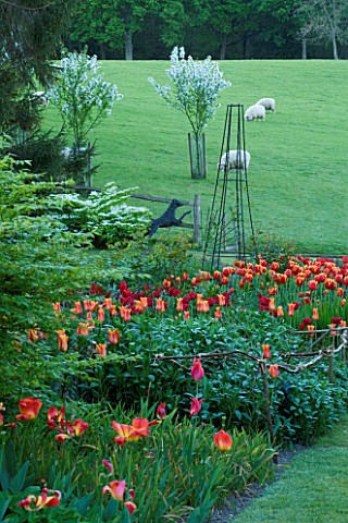 PASHLEY_MANOR__EAST_SUSSEX_TULIPS_IN_A_BORDER_BESIDE_A_FIELD_OF_SHEEP