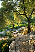 CORFU  GREECE: VILLA IN NORTH EAST CORFU. DESIGN BY ALITHEA JOHNS OF SKOPOS DESIGN AND RAHDY ELWAN. THE GARDEN ON A SLOPE WITH ROCK PATH  HEMEROCALLIS AND OLIVE TREES