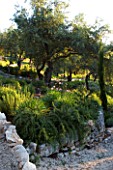 CORFU  GREECE: VILLA IN NORTH EAST CORFU. DESIGN BY ALITHEA JOHNS OF SKOPOS DESIGN AND RAHDY ELWAN. THE GARDEN ON A SLOPE WITH WALL  ROCK PATH  PROSTRATE ROSEMARY  AND OLIVE TREES