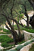CORFU  GREECE: KERASIA GARDEN IN NORTH EAST CORFU. DESIGN BY ALITHEA JOHNS OF SKOPOS DESIGN AND RAHDY ELWAN. STONE WALL TERRACES AND OLIVE TREES
