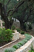 CORFU  GREECE: VILLA IN NORTH EAST CORFU. DESIGN BY ALITHEA JOHNS OF SKOPOS DESIGN AND RAHDY ELWAN. STONE WALL TERRACES WITH SANTOLINA AND OLIVE TREES