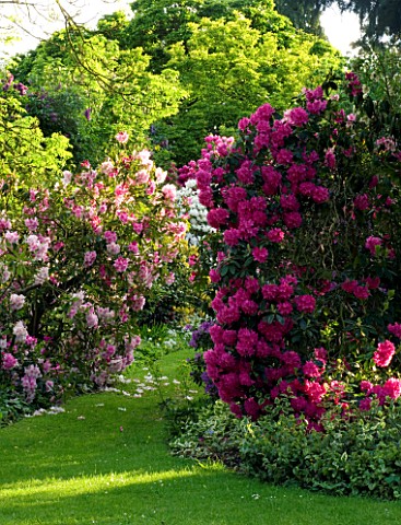 WARDINGTON_MANOR_GARDEN__OXFORDSHIRE_GRASS_PATH_PAST_RHODODENDRONS_AND_AZALEAS_IN_SPRING_EVENING_LIG