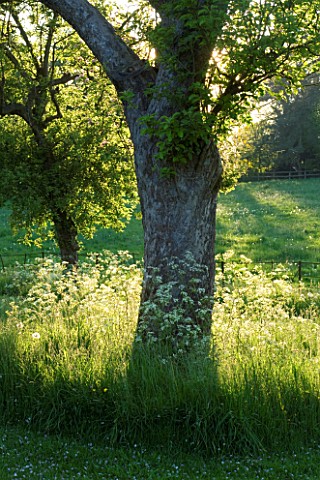 WARDINGTON_MANOR_GARDEN__OXFORDSHIRE_TREE_IN_MEADOW_IN_SPRING_SURROUNDED_BY_COW_PARSLEY