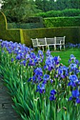 WARDINGTON MANOR GARDEN  OXFORDSHIRE: BLUE IRISES LINE A PATH WITH WHITE METAL SEAT BESIDE LAWN AND YEW HEDGE