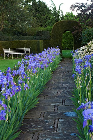 WARDINGTON_MANOR_GARDEN__OXFORDSHIRE_BLUE_IRISES_LINE_A_PATH_TO_A_YEW_ARCH_WITH_WHITE_METAL_SEAT_BES