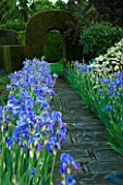 WARDINGTON MANOR GARDEN  OXFORDSHIRE: BLUE IRISES LINE A PATH TO A YEW ARCH WITH WHITE METAL SEAT BESIDE LAWN AND YEW HEDGE