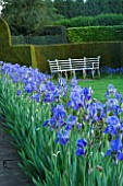 WARDINGTON MANOR GARDEN  OXFORDSHIRE: BLUE IRISES LINE A WITH WHITE METAL SEAT BESIDE LAWN AND YEW HEDGE