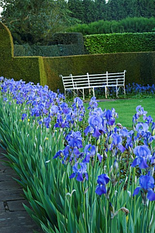 WARDINGTON_MANOR_GARDEN__OXFORDSHIRE_BLUE_IRISES_LINE_A_WITH_WHITE_METAL_SEAT_BESIDE_LAWN_AND_YEW_HE