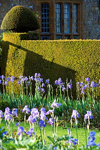 WARDINGTON_MANOR_GARDEN__OXFORDSHIRE_BLUE_IRISES_LINE_A_PATH_WITH_YEW_HEDGE_AND_MANOR_HOUSE_BEHIND
