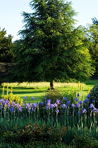 WARDINGTON_MANOR_GARDEN__OXFORDSHIRE_BLUE_IRISES_LINE_A_PATH_TWITH_LAWN_AND_TREE_BEHIND