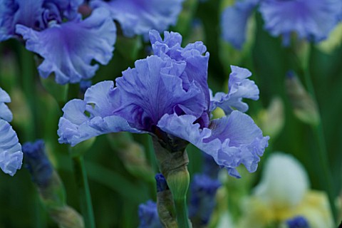 TALL_BEARDED_IRIS_SHARE_THE_SPIRIT_GROWN_BY_CLAIRE_AUSTIN