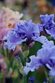 TALL BEARDED IRIS SHARE THE SPIRIT GROWN BY CLAIRE AUSTIN