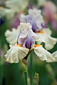 TALL BEARDED IRIS OPPOSING FORCES GROWN BY CLAIRE AUSTIN