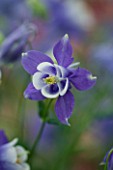 AQUILEGIA BUTTERFLY SERIES ADONIS BLUE. CLOSE UP  FLOWER