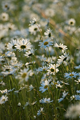 THE_OLD_RECTORY__MIXBURY__NORTHANTS_DESIGNER_ANGEL_COLLINS_MEADOW_PLANTING_OF_OXEEYE_DAISIES_CHRYSAN
