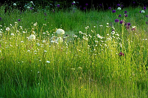 THE_OLD_RECTORY__MIXBURY__NORTHANTS_DESIGNER_ANGEL_COLLINS_MEADOW_PLANTING_WITH_OXEEYE_DAISIES_CHRYS