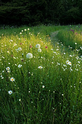 THE_OLD_RECTORY__MIXBURY__NORTHANTS_DESIGNER_ANGEL_COLLINS_MEADOW_PLANTED_WITH_ALLIUM_MOUNT_EVEREST_