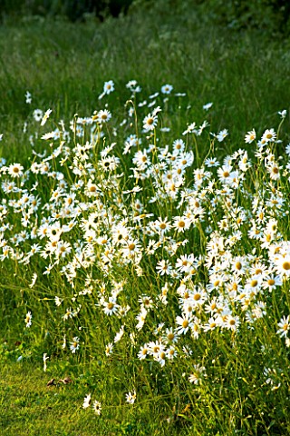 THE_OLD_RECTORY__MIXBURY__NORTHANTS_DESIGNER_ANGEL_COLLINS_MEADOW_PLANTING_OF_OXEYE_DAISIES_LEUCANTH