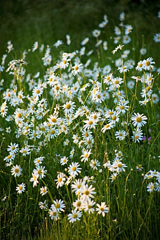 OXEYE_DAISIES_LEUCANTHEMUM_VULGARE_NATURALISED_IN_A_MEADOW__THE_OLD_RECTORY__MIXBURY__NORTHANTS_DESI