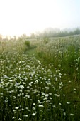 MARINERS GARDEN  BERKSHIRE  DESIGNER FENJA ANDERSON - A GRASS PATH RUNS THROUGH THE WILD FLOWER MEADOW AT DAWN WITH OXEYE DAISIES