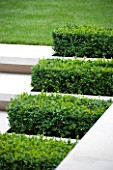 CONTEMPORARY TOWN/CITY/URBAN GARDEN DESIGNED BY CHARLOTTE SANDERSON: LIMSTONE STEPS WITH BOX RECTANGLES