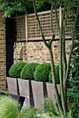 URBAN CONTEMPORARY MODERN MINIMALIST GARDEN DESIGNED BY CHARLOTTE SANDERSON: CONTAINERS PLANTED WITH BOX BALLS  BRICK WALL AND WOODEN TRELLIS BESIDE PATIO