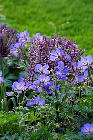 THE_OLD_RECTORY__HASELBECH__NORTHAMPTONSHIRE_PLANT_ASSOCIATION_OF_ALLIUM_CHRISTOPHII_AND_GERANIUM_JO
